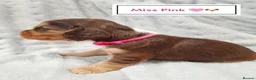 Cocker Spaniel dogs for sale: ❤️ 🐶Beautiful Show Type Cocker Puppies🐶❤️  - Advert 21