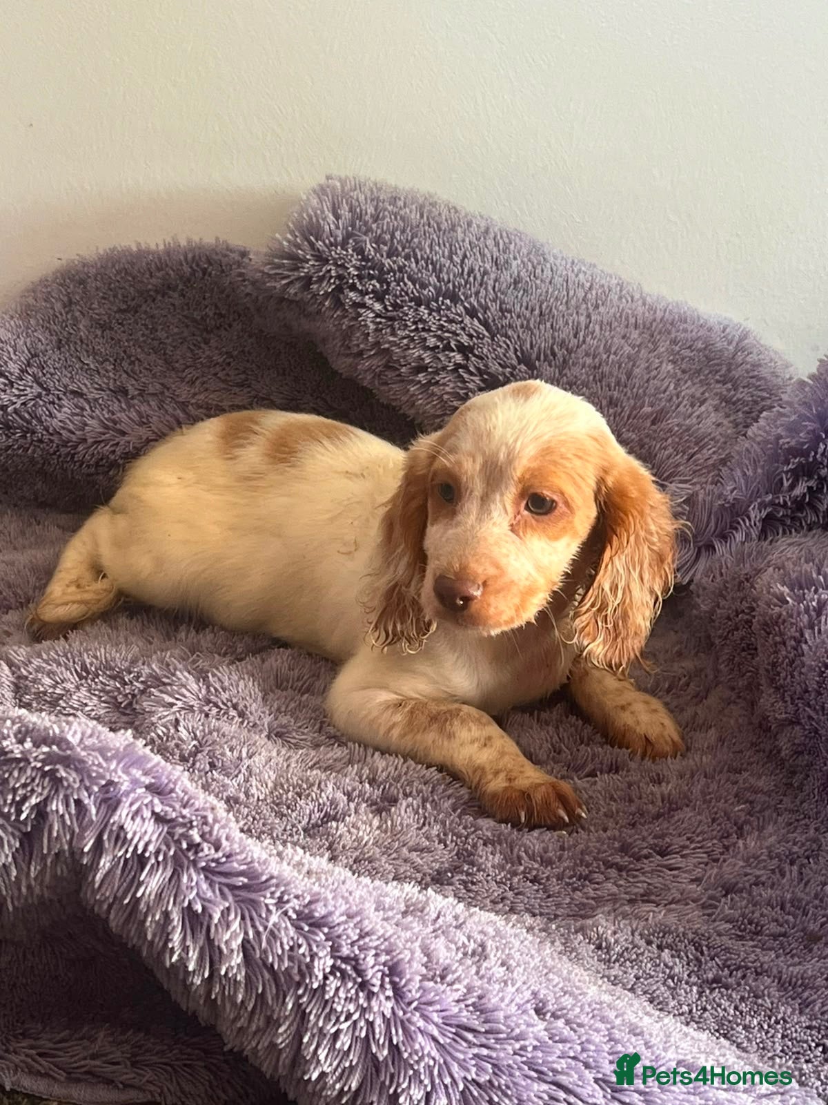 Sprocker dogs 🐾  Beautiful F2 Sprocker Spaniel Puppies 🐾 - Advert 11