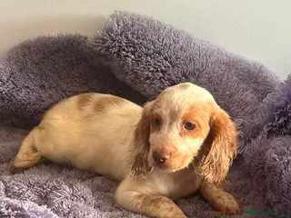 Sprocker dogs 🐾 Beautiful F2 Sprocker Spaniel Puppies 🐾 - Advert 9