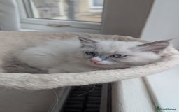 Ragdoll cats for sale: Ragdoll kitten 🌟 1 sweet girl - Image 5