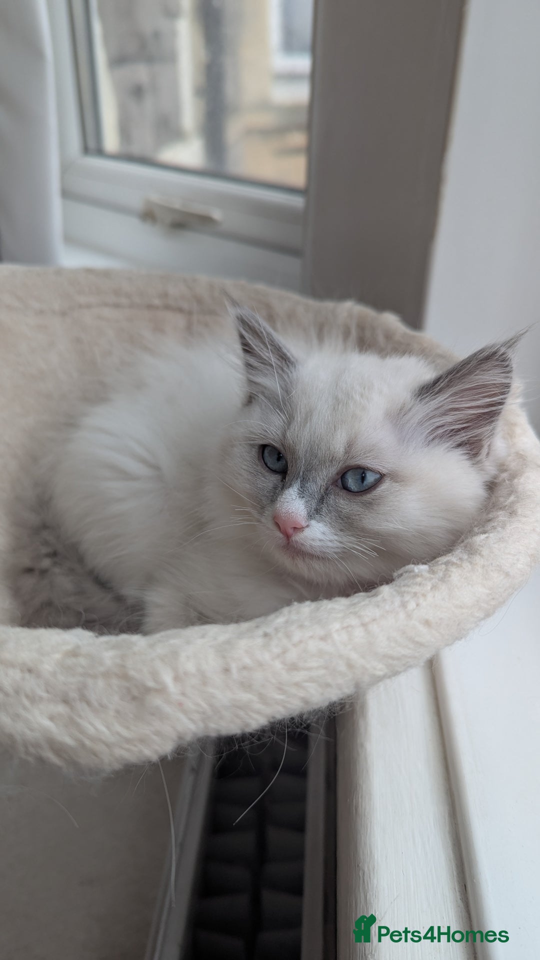 Ragdoll cats for sale: Ragdoll kitten 🌟 1 sweet girl - Image 5