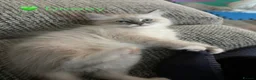 Ragdoll cats for sale: GCCF Registered - 1 Blue Tabby Remaining  - Advert 22