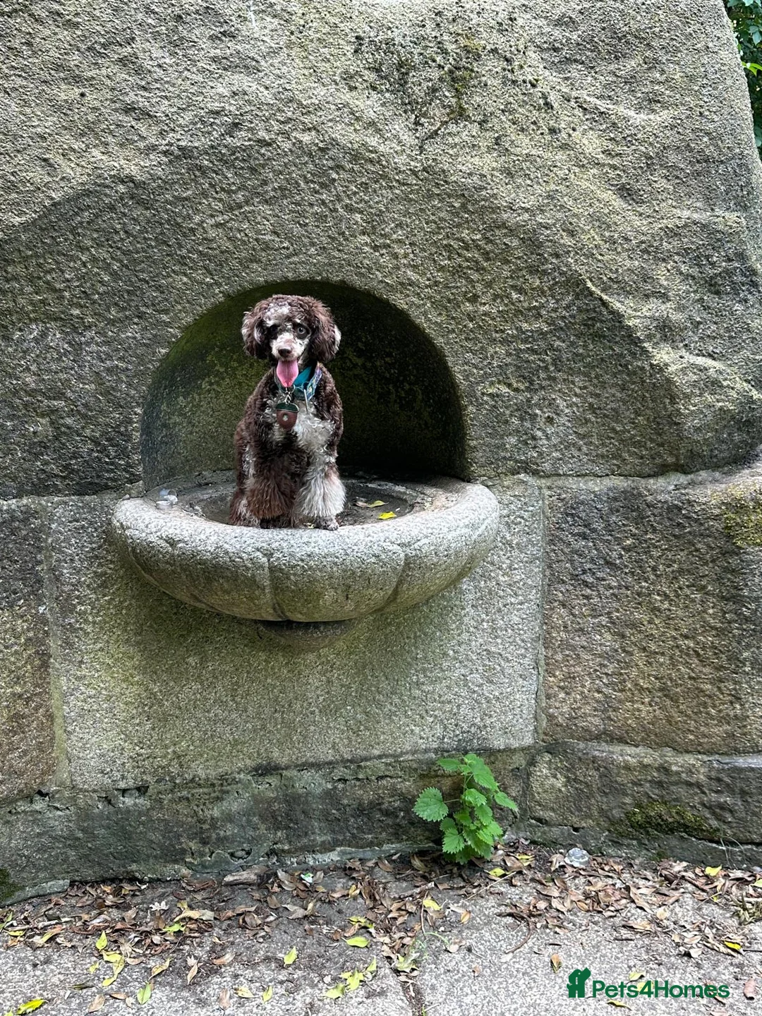 Miniature Poodle dogs for sale: Miniature poodle in London - Advert 5