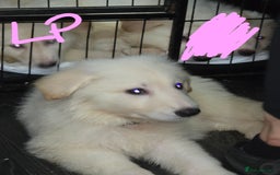 German Shepherd dogs for sale: Last 2 looking for their forever home - Image 2