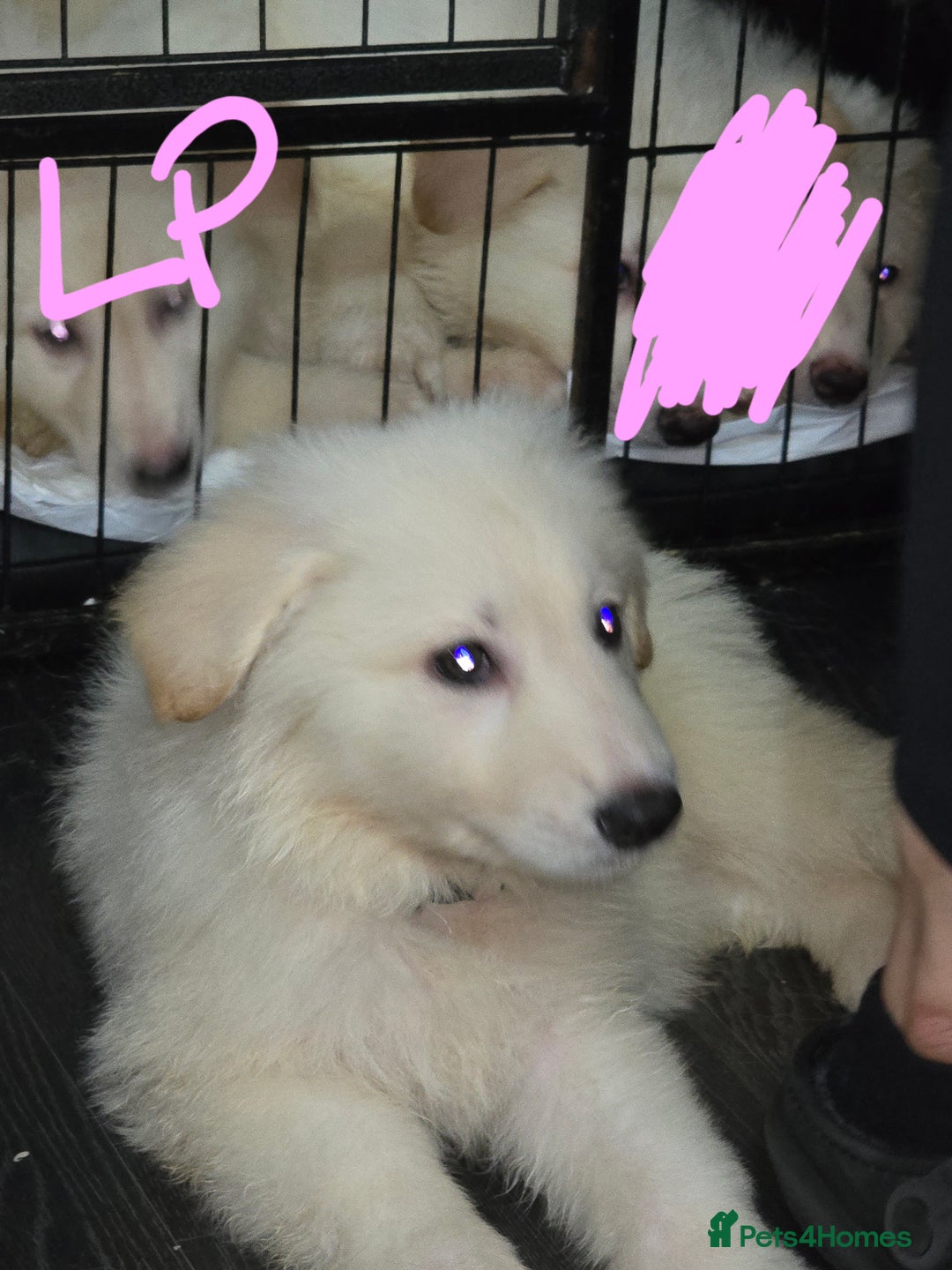 German Shepherd dogs for sale: Last 2 looking for their forever home - Image 2