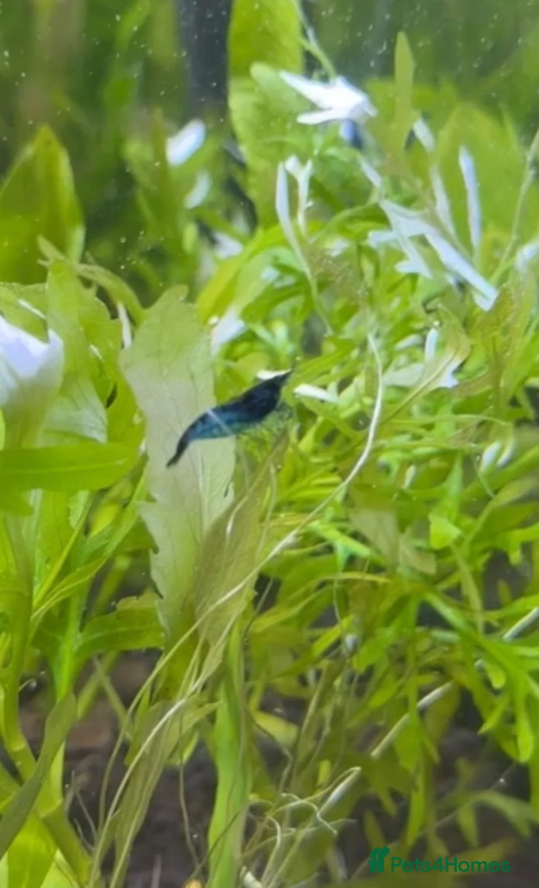 Shrimps fish for sale: BLUE DREAM SHRIMP💙 - Advert 1