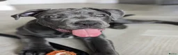 Cane Corso dogs for sale: Reluctantly rehoming my Beautiful Cane Corso - Advert 3