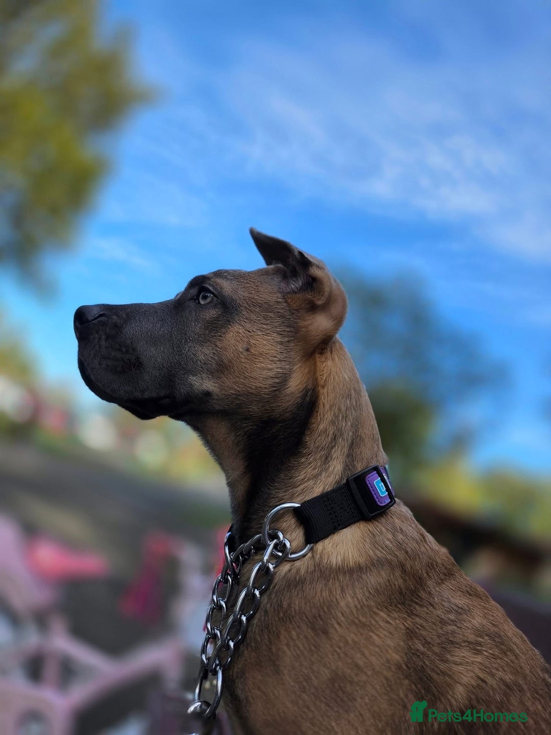 Mixed Breed dogs for sale: 5 month old Belgian Malinois x American Bulldog - Image 5