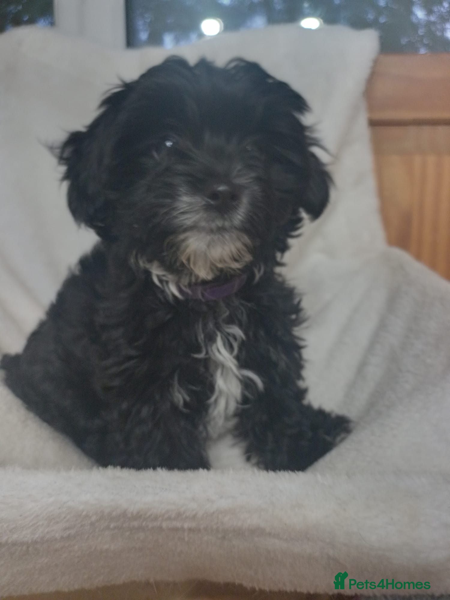 Yorkiepoo dogs Yorkiepoo puppys - Advert 1