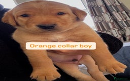 Labrador Retriever dogs for sale: Beautiful Labrador Puppies - Image 4