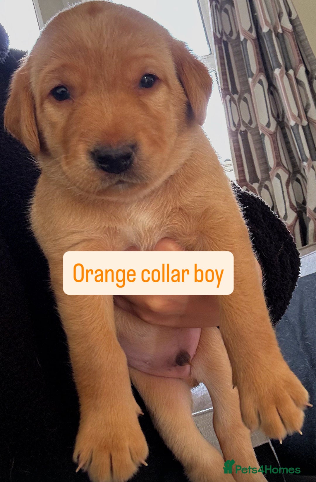 Labrador Retriever dogs for sale: Beautiful Labrador Puppies - Image 4