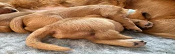 Golden Retriever dogs for sale: KC Red Coat Working Line Golden Retriever Puppies in Bath - Advert 16