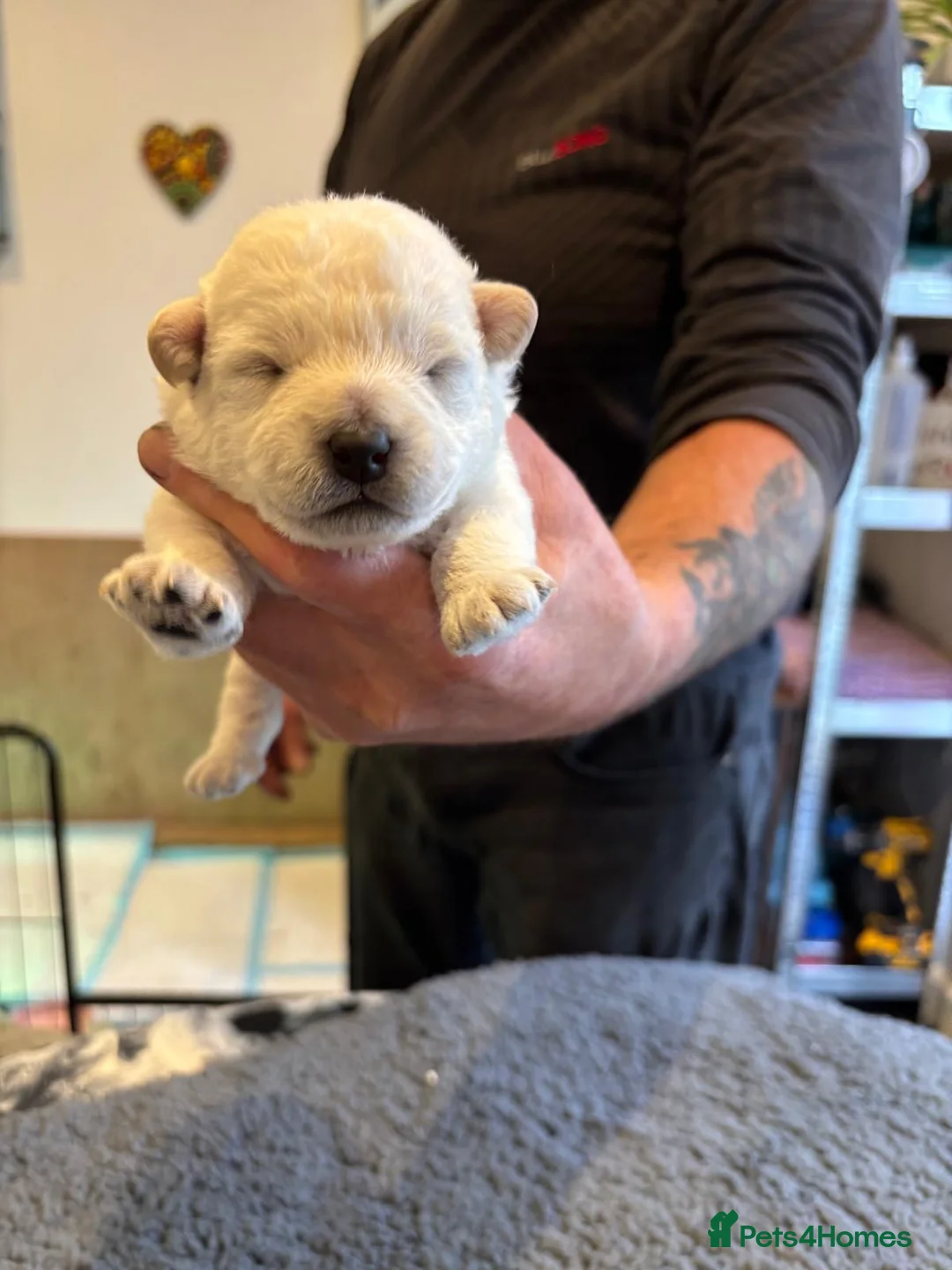 Westiepoo dogs for sale: Adorable Westie poo puppies for sale - Advert 2