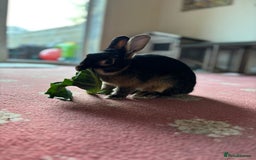 Mixed Breed rabbits for sale: Black/brown rabbit  - Image 5