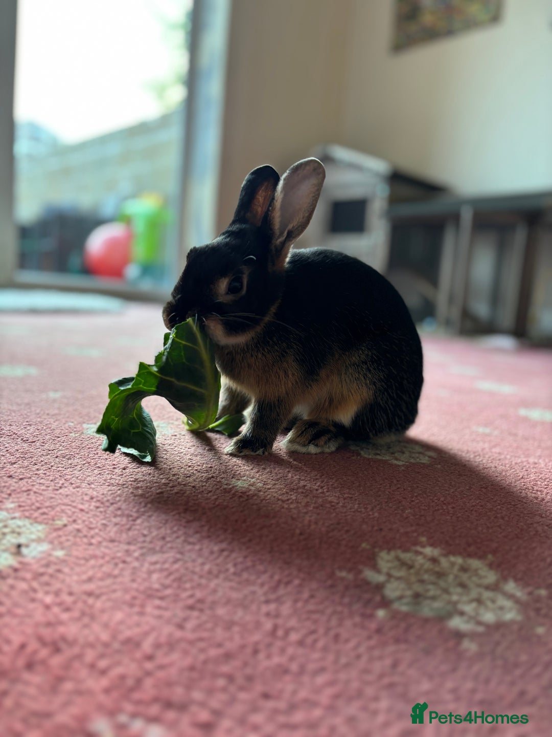 Mixed Breed rabbits for sale: Black/brown rabbit  - Image 5