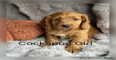 Cockapoo dogs - Advert 3