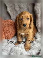 Cockapoo dogs - Advert 8