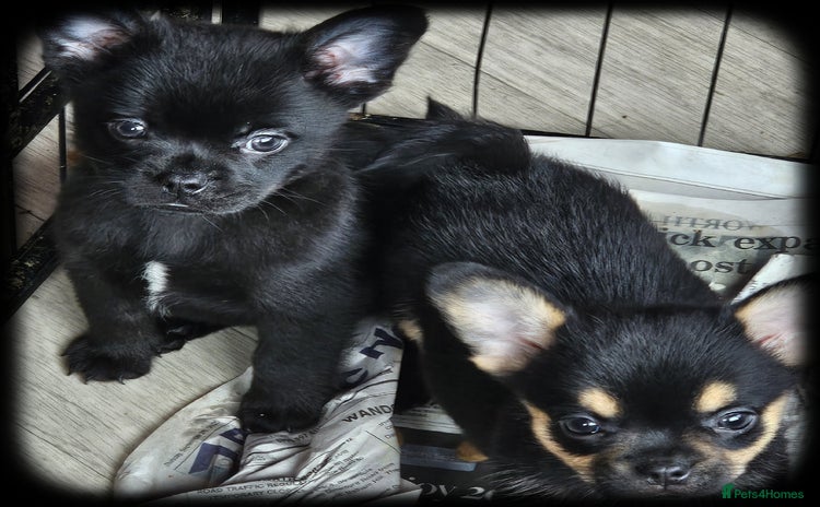 French Bulldog dogs - Advert 8