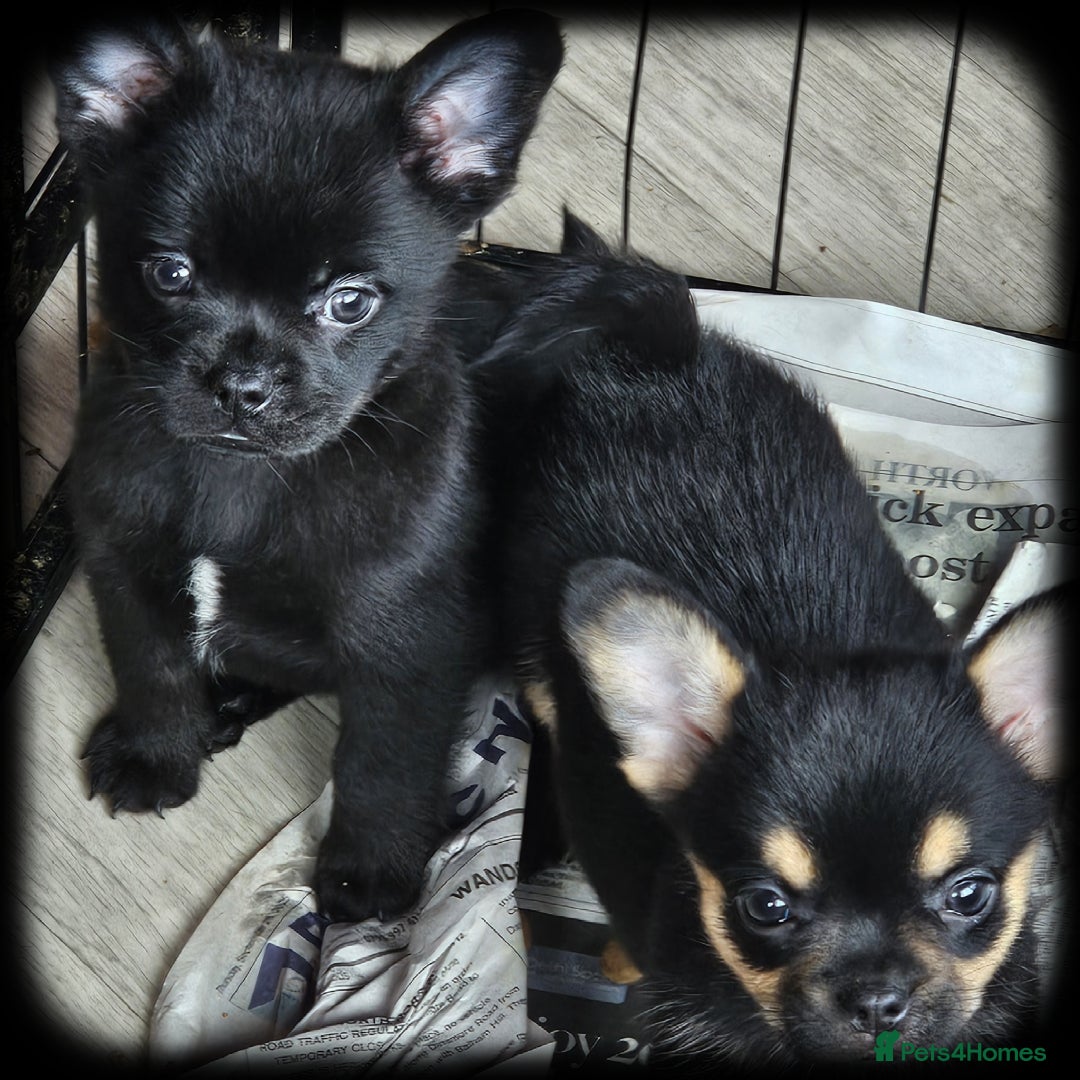French Bulldog dogs for sale: Beautiful French Bulldogs  - Image 2