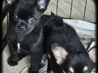 French Bulldog dogs ❤️⭐️ Adorable Frenchie poms ❤️⭐️ - Advert 11