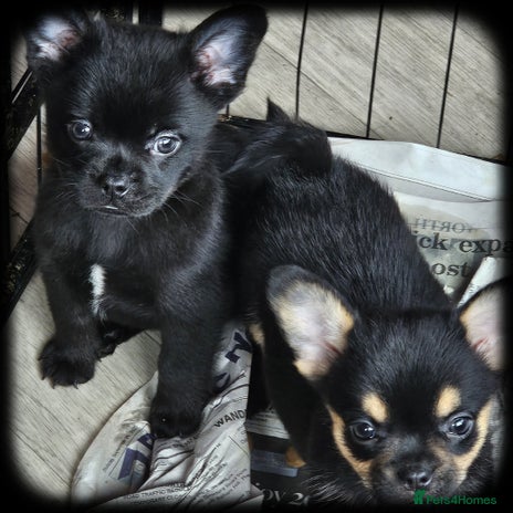 French Bulldog dogs - Advert 4
