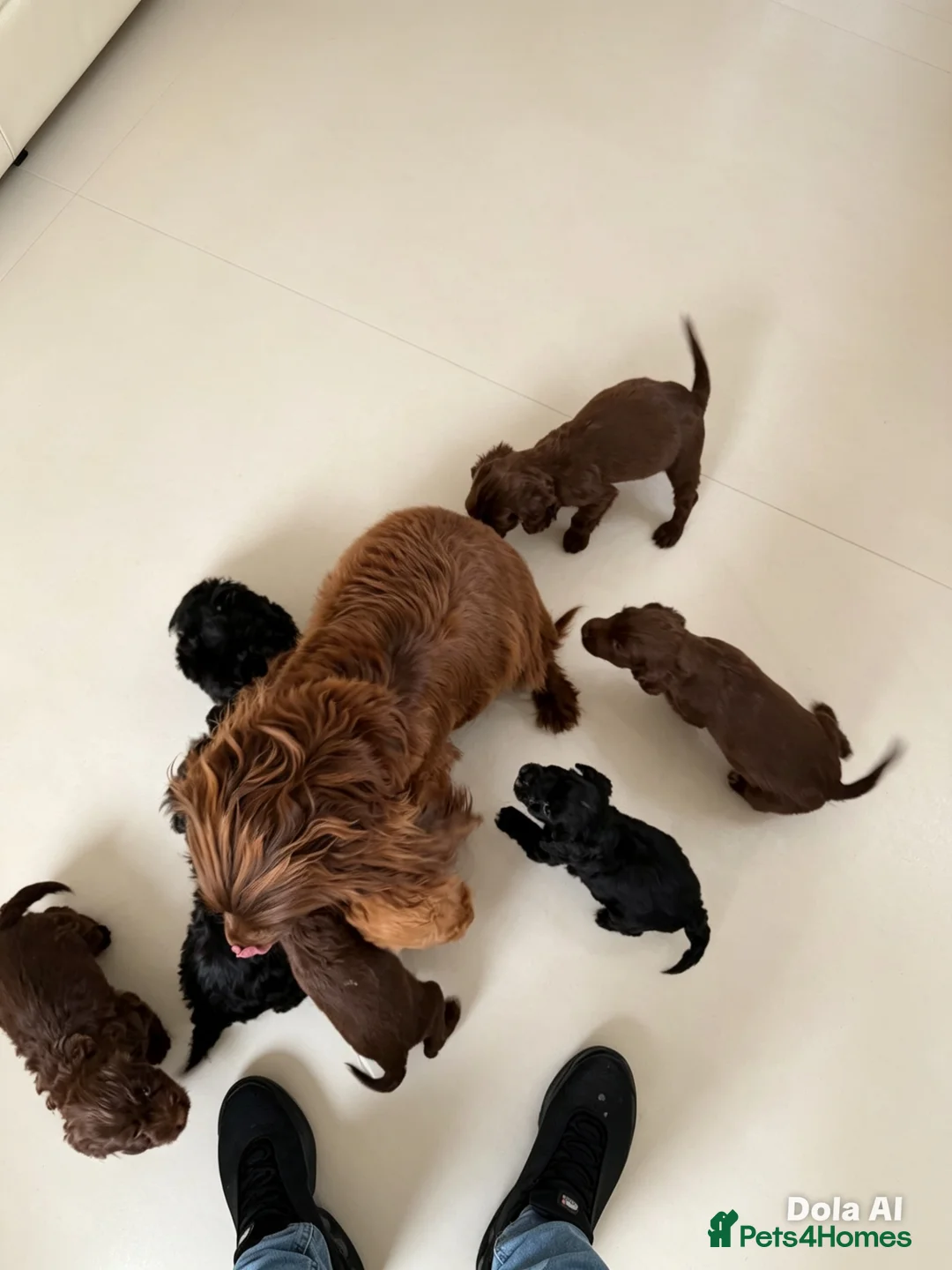 Cockapoo dogs for sale: Cockapoo FB1  - Advert 30