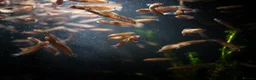 Other/Mixed Breed fish for sale: Red Chinese Snakehead - Advert 21