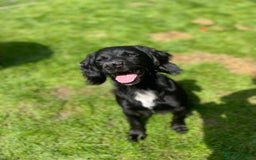 Cocker Spaniel dogs for sale: Female  - Image 1