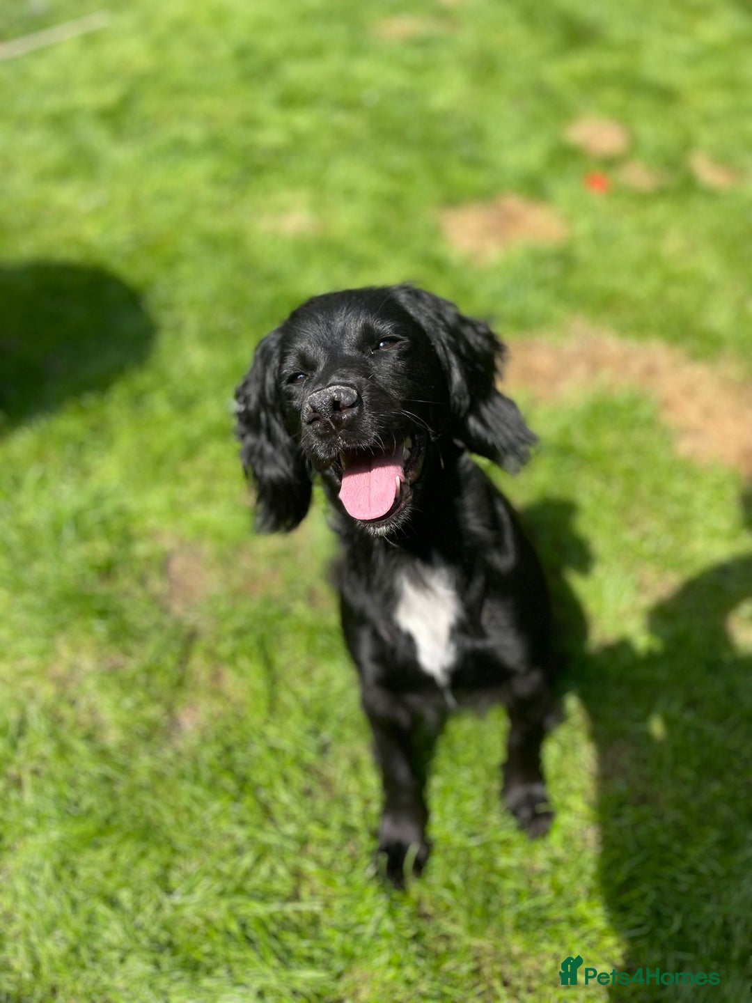 Cocker Spaniel dogs for sale: Female  - Image 1