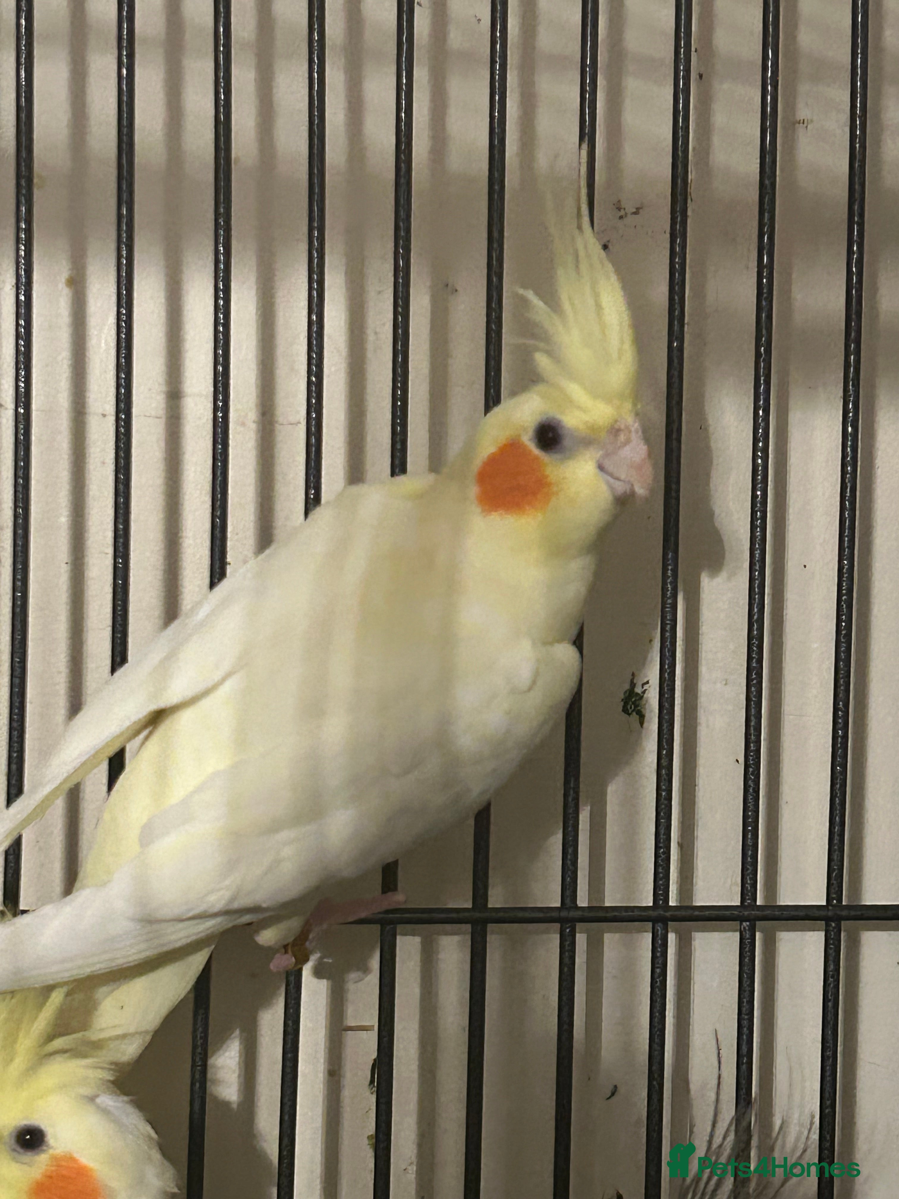 Cockatiels birds Various Stunning Baby Cockatiels  - Advert 6