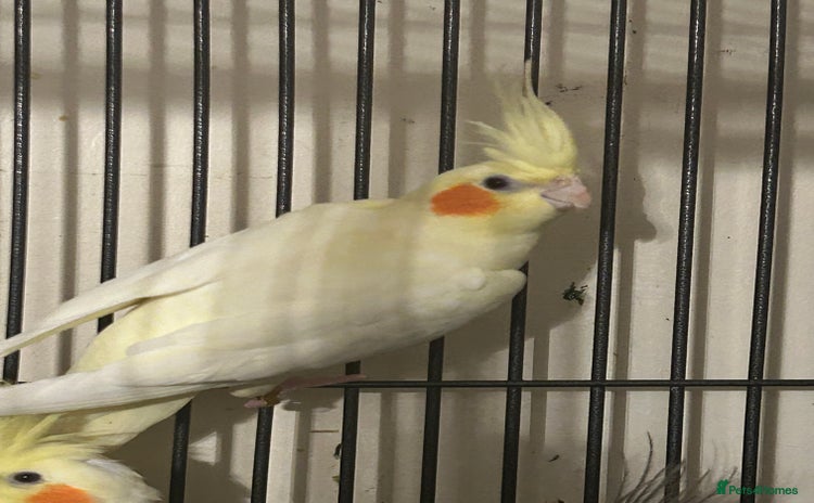 Cockatiels birds - Advert 1