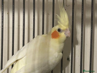 Cockatiels birds - Advert 18