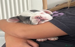 French Bulldog dogs for sale: Fluffy French Bulldogs  - Image 26