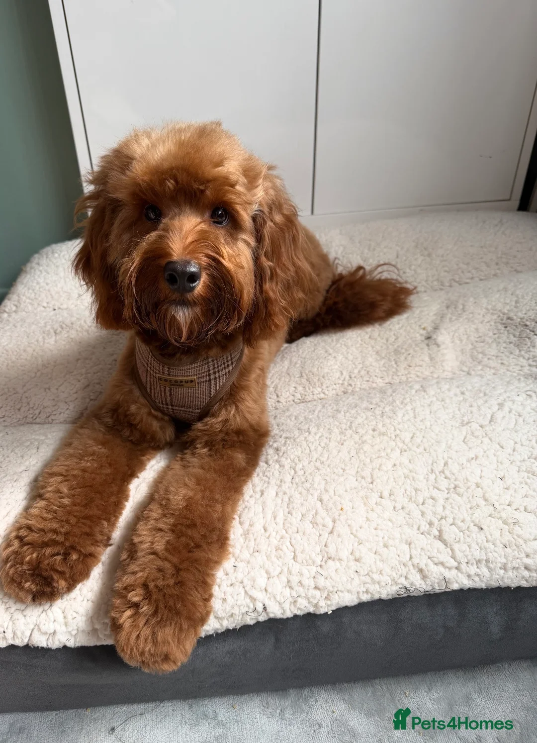 Cockapoo dogs for stud: Stunning cockapoo STUD  - Advert 1