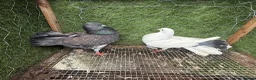 Pigeons birds for sale: Strong Healthy Pigeons £70 Pair - Advert 28