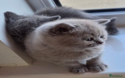 British Shorthair cats for sale: BSH kittens for new home  - Image 9