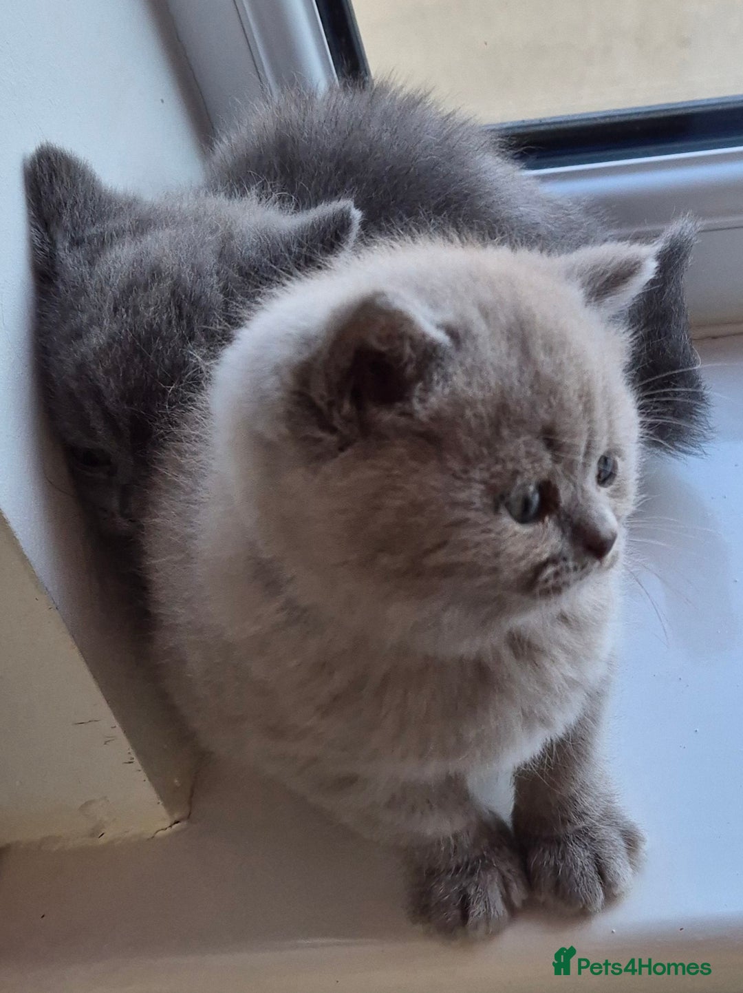 British Shorthair cats for sale: BSH kittens for new home  - Image 9