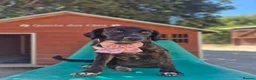 Mixed Breed dogs for adoption: Huggable Hazel - Advert 7