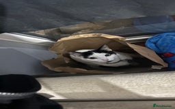 Domestic Shorthair cats for sale: Shadow and mickey - Image 3