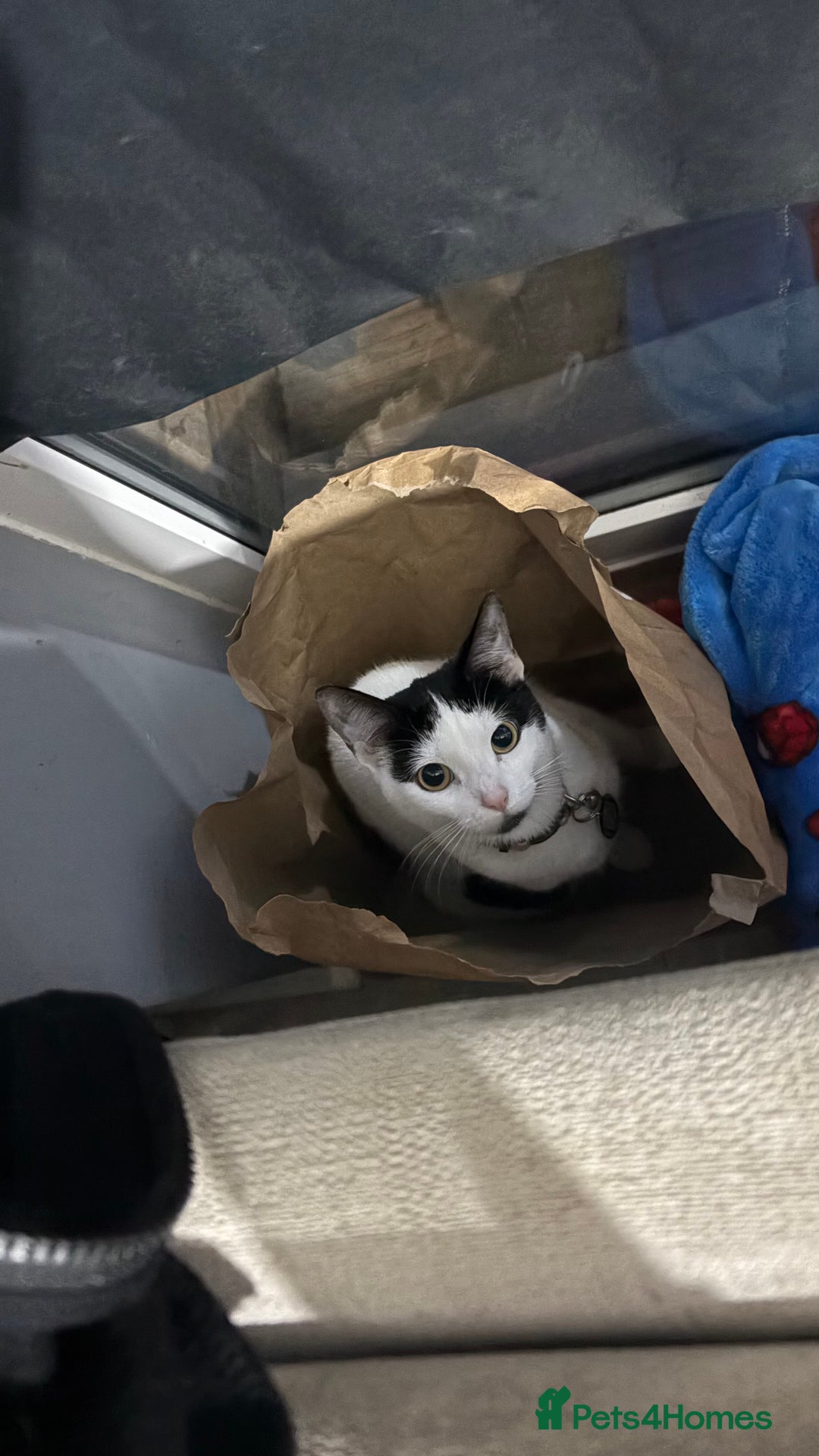 Domestic Shorthair cats for sale: Shadow and mickey - Image 3