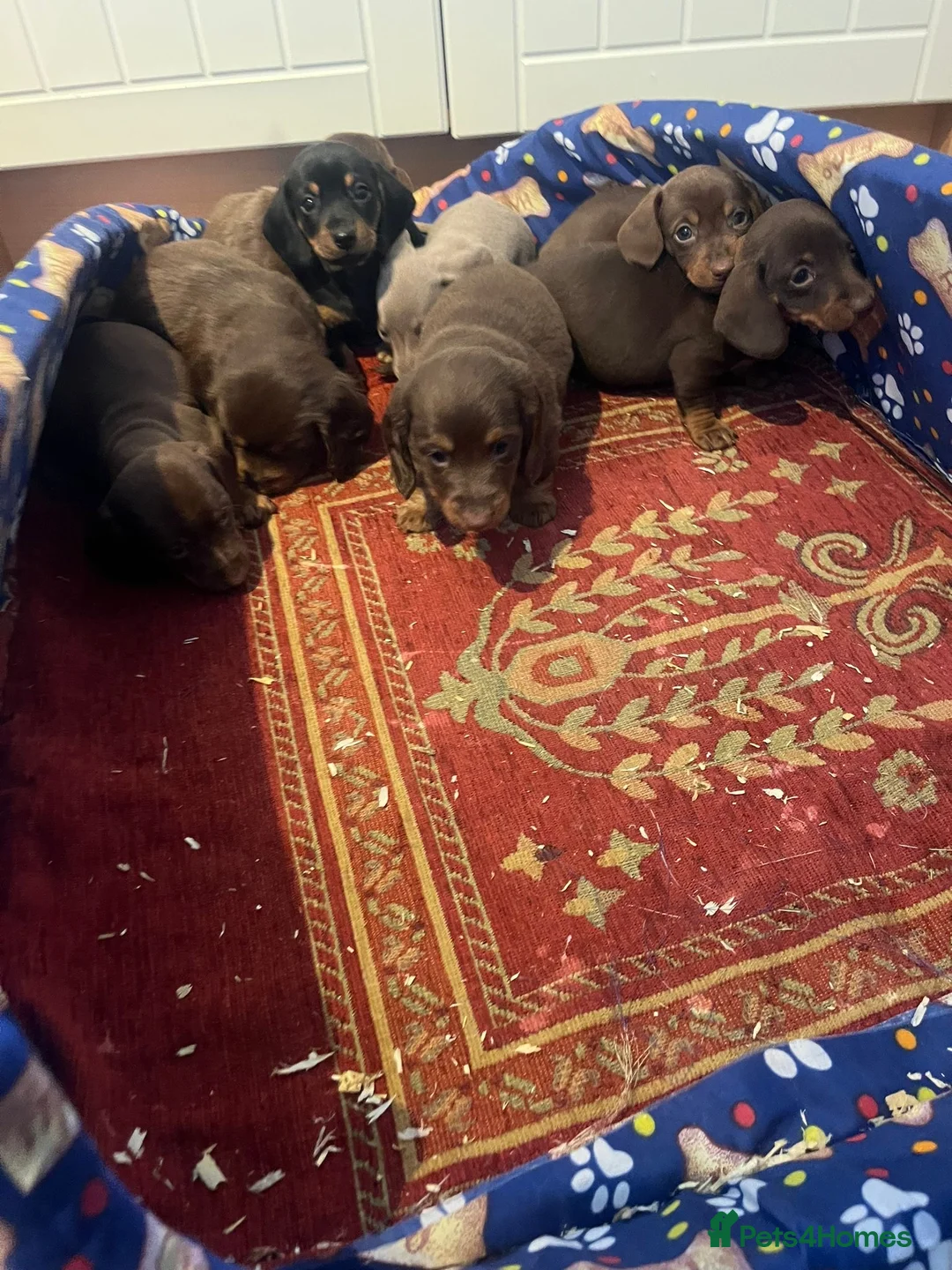 Dachshund dogs for sale: Dachshund - Advert 3