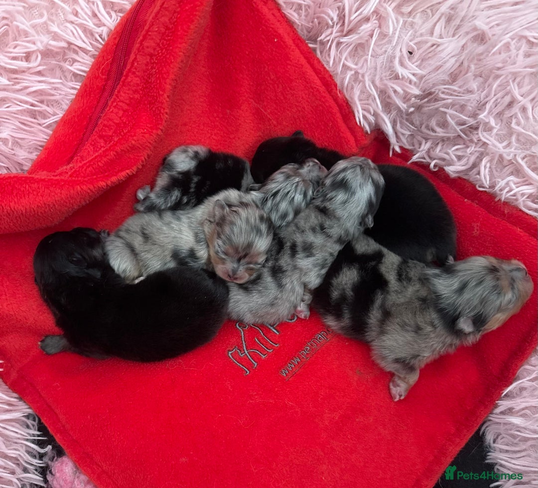 Pomeranian dogs for sale: Rare Beautiful Merle Pomeranians 💎 - Advert 8