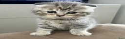Scottish Fold cats for sale: PUREBRED Scottish fold kittens  - Advert 13
