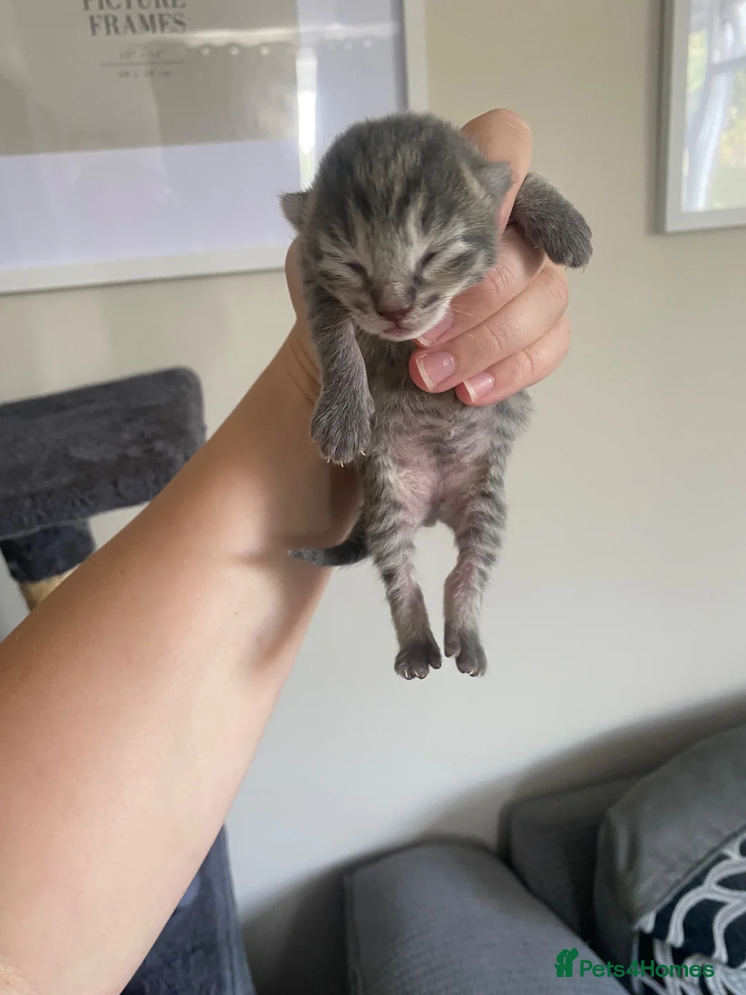 British Shorthair cats for sale: British shorthair X kittens.  - Advert 1
