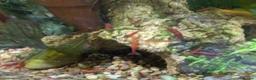 Shrimps fish for sale: Neocaridina Shrimp ♥️🖤🧡  Ramshorn Snails 🩷💙 - Advert 3