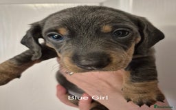 Dachshund dogs for sale: Dachshund Puppies looking for forever homes - Image 14