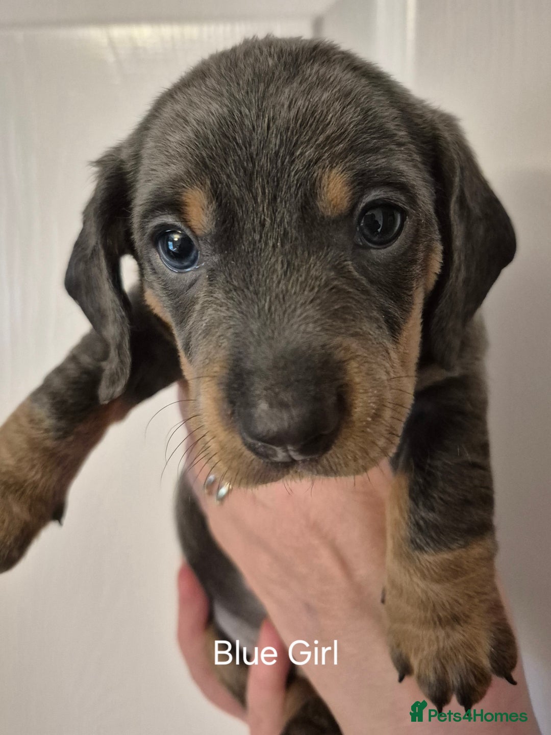 Dachshund dogs for sale: Dachshund Puppies looking for forever homes - Image 14