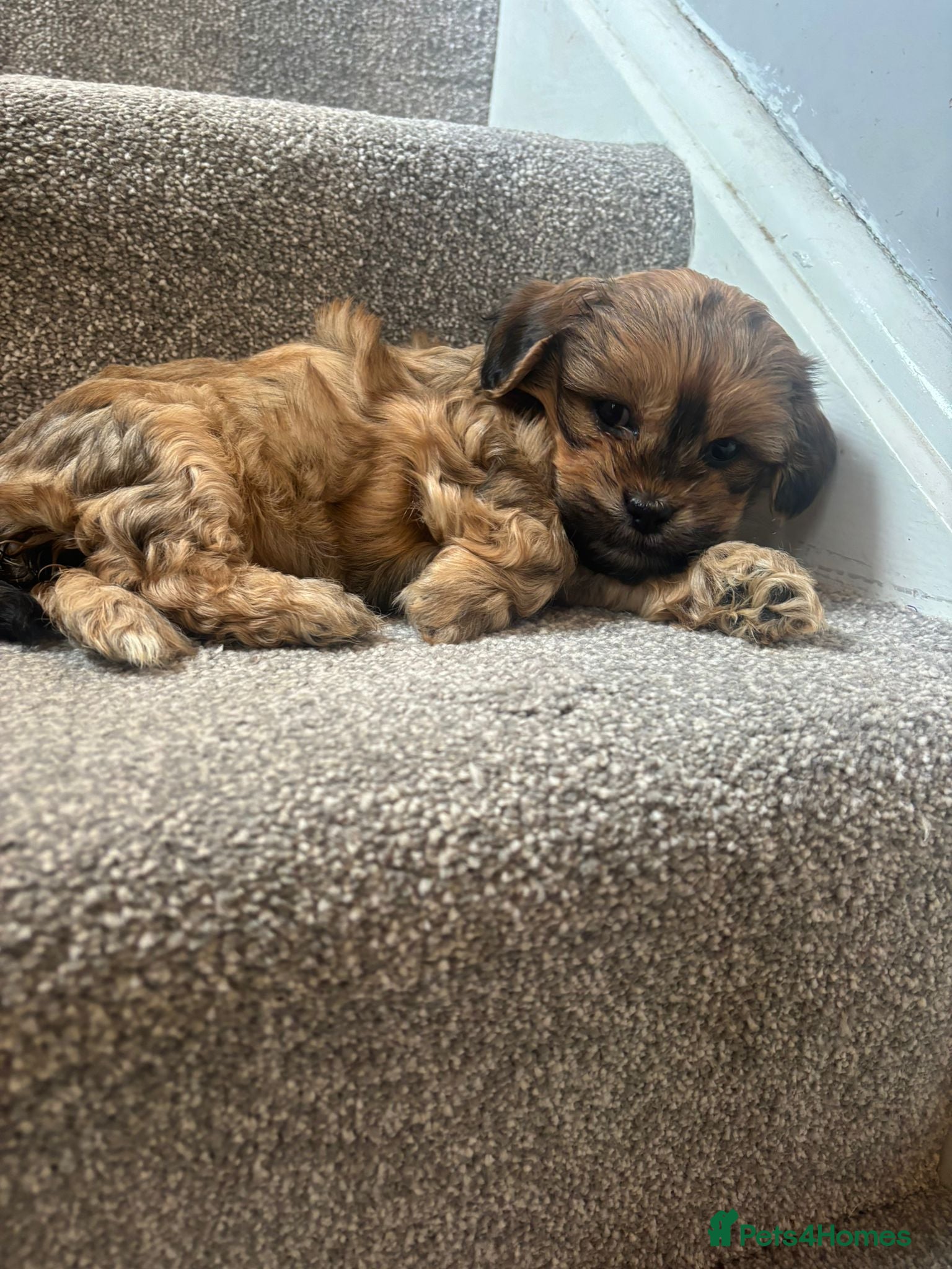 Mixed Breed dogs 4 Beautiful Cava-Tzu puppies for sale  - Advert 2