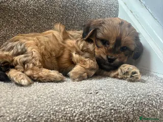 Mixed Breed dogs 4 Beautiful Cava-Tzu puppies for sale - Advert 2