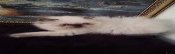 Persian cats for sale: Persian Himalayan Kittens - Advert 10